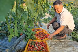 Trồng thứ quả chín đỏ gốc, hái mỏi tay mỗi ngày thành tỷ phú