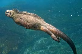 Top 10 loài động vật kỳ lạ ở quần đảo Galapagos