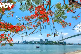 Sắc hè rực rỡ trên phố biển Hạ Long