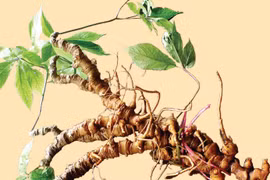 Gallery - Đặc Sản Miền Tây - image 14