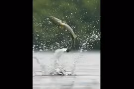 Video: Ngoạn mục cảnh cá phi thân bắt chuồn chuồn gây kinh ngạc