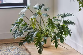 Điểm danh những loài cây trầu bà hot nhất Việt Nam