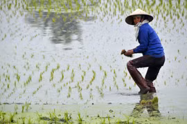 Người Việt đội nón lá dưới con mắt du khách ngoại