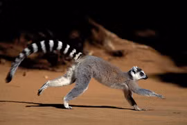 15 sự thật chấn động về loài vượn cáo Madagascar
