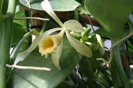 Gia vị đắt thứ hai thế giới, mỗi năm hoa nở 1 ngày
