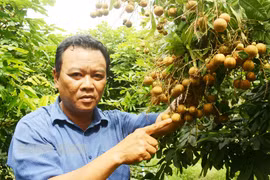 Trồng giống nhãn mới lạ, cây thấp tè đã ra trái không kịp cản