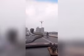 Video: Hoảng hồn thấy rắn ngoe ngẩy trước kính chắn gió ôtô đang chạy