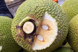 Quả mít bị cắt đầu, bôi chất trắng trước khi mang bán vì sao?
