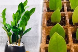 6 cây cảnh phú quý, trồng trong nhà xua tai họa, tăng tài lộc