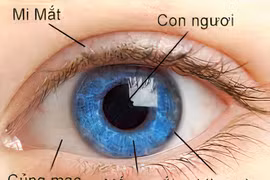 Mống mắt nằm ở đâu, vì sao được lấy làm dữ liệu thẻ căn cước?