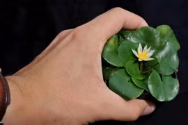 Loài hoa quý nhất quả đất, chấn động thế giới khi bị đánh cắp