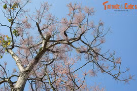 Gallery - Cung Điện Trong Tử Cấm Thành Huế - image 18