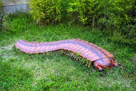 Khiếp đảm loài rết khổng lồ dài tới 3 mét trườn trong rừng sâu