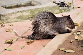 Loài thú thịt ngon, trông như con lai của nhím và chuột cống ở Việt Nam