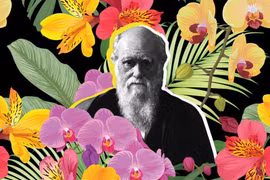 Darwin xây dựng được thuyết tiến hóa nhờ hoa lan?