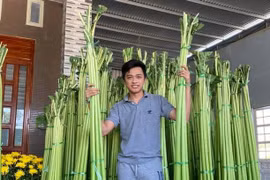 Loài cây 'đổi vận' từ cám lợn thành đặc sản quý, thu cả trăm triệu