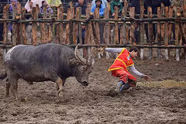 Gallery - Chọi Trâu Hải Phòng 2017 - image 10