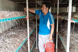 Lời cao trồng nấm rơm bằng nguyên liệu bông vải