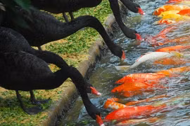 Kỳ lạ thiên nga đen biết mớm mồi cho đàn cá đói
