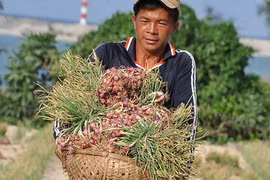 Nguy cơ xóa sổ đặc sản Lý Sơn