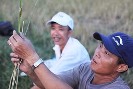 Kiếm tiền triệu mỗi ngày từ săn châu chấu