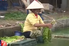 Kinh hãi người dân Hưng Yên rửa rau bằng nước thải đen ngòm
