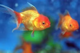 Chấn động mẹ bắt con ăn 30 con cá vàng chết thối