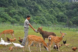 Lùng mua hươu rừng giá “mềm” làm đặc sản ăn Tết