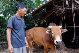 Gặp lại “con bò vô vọng” trong lũ dữ ở Quảng Bình 
