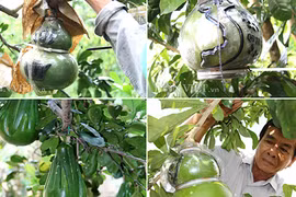 Bưởi, đào tiên tạo hình độc đang hiếm hàng