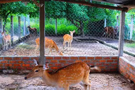 Tiền triệu mỗi lạng, nhung hươu nai vẫn đắt khách