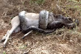 Trăn suýt toi mạng vì định nuốt chửng linh dương