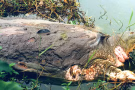 Gallery - Cụ Rùa Hồ Gươm - image 15