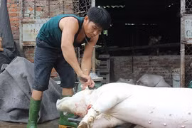 Gallery - Giải Cứu Lợn - image 14