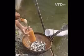 Video: Lạ: Kéo dây thừng hốt cả rổ cá