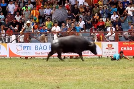 Gallery - Chọi Trâu Hải Phòng 2017 - image 13