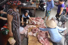 Gallery - Giải Cứu Lợn - image 17