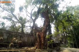 Gallery - Hà Nội bán cây sưa 100 tỷ  - image 7