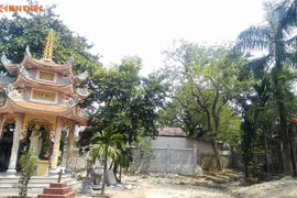Gallery - Hà Nội bán cây sưa 100 tỷ  - image 10