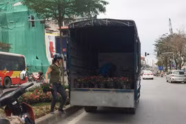 Dân đánh cả ô tô đi “hôi hoa” trên đường Kim Mã