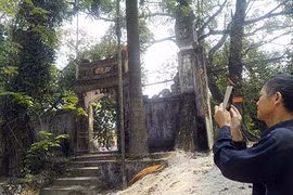 Gallery - Hà Nội bán cây sưa 100 tỷ  - image 4