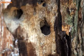 Gallery - Hà Nội bán cây sưa 100 tỷ  - image 6