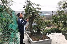 “Chơi ngông”, đại gia chi trăm triệu mua hồng đá hiếm về chưng Tết