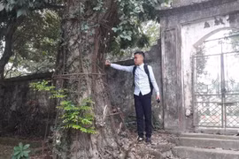 Gallery - Hà Nội bán cây sưa 100 tỷ  - image 5