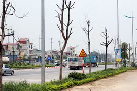 Ảnh: Hàng loạt cây xanh chết khô chờ đổ đè người ở Hà Nội