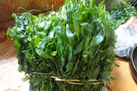 Tác dụng chữa bệnh không ngờ của rau ngót rừng
