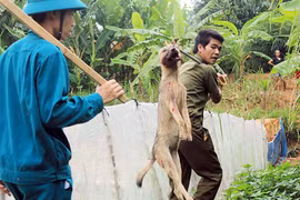 Hà Nội: Thành lập các đội tiêu diệt chó thả rông.