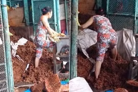 Rùng mình trước hình ảnh làm món khoái khẩu của nhiều chị em