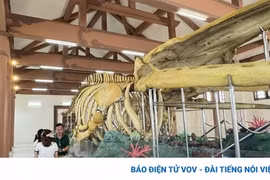 2 bộ xương cá Ông ở Lý Sơn được xác lập kỷ lục