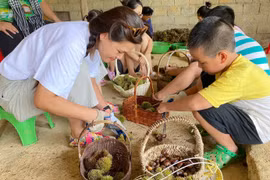 Rủ nhau lên Lạng Sơn nhặt hạt dẻ với vé vào vườn 0 đồng